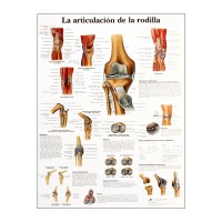 Tableau d'anatomie : articulation du genou